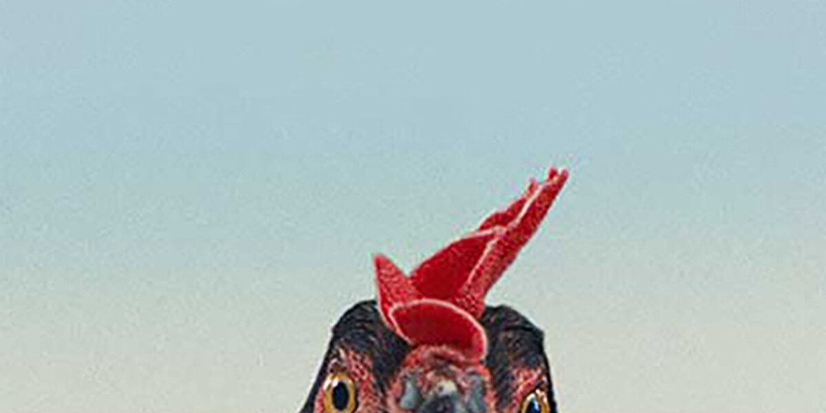 Hen