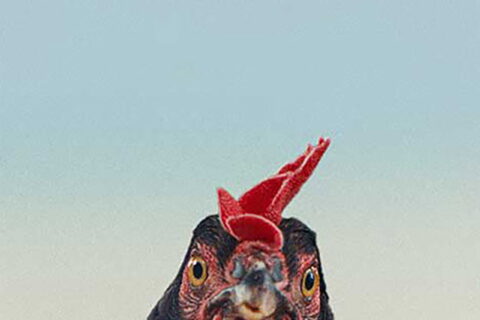 Hen